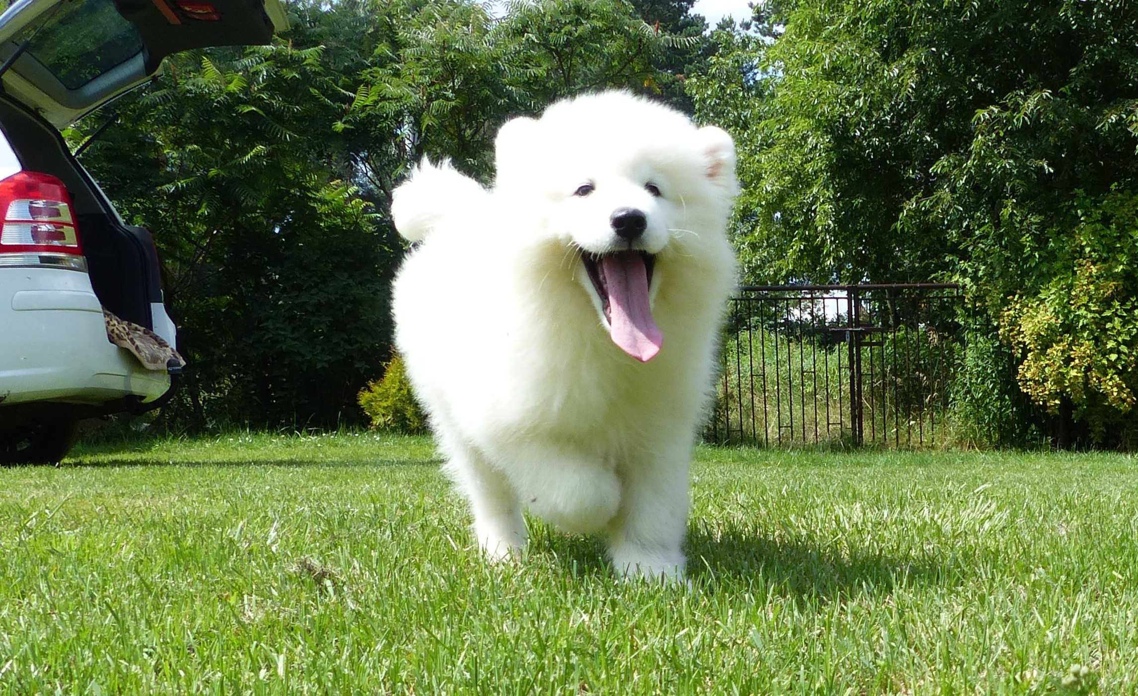 Samoyed / samojed chłopiec ZKwP FCI  2025 Wildness Siberian