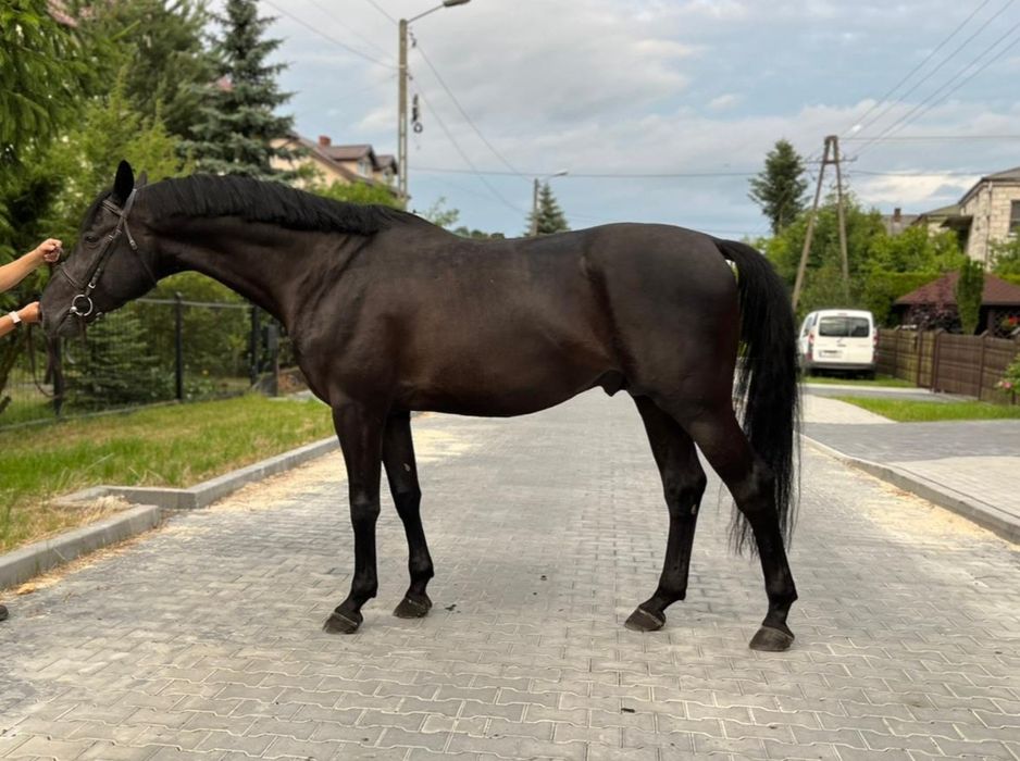 Wałach małopolski 4 lata