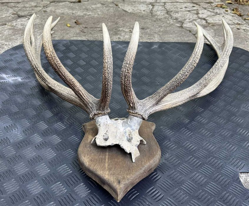 Poroże jelenia do powieszenia na ścianie - duże!