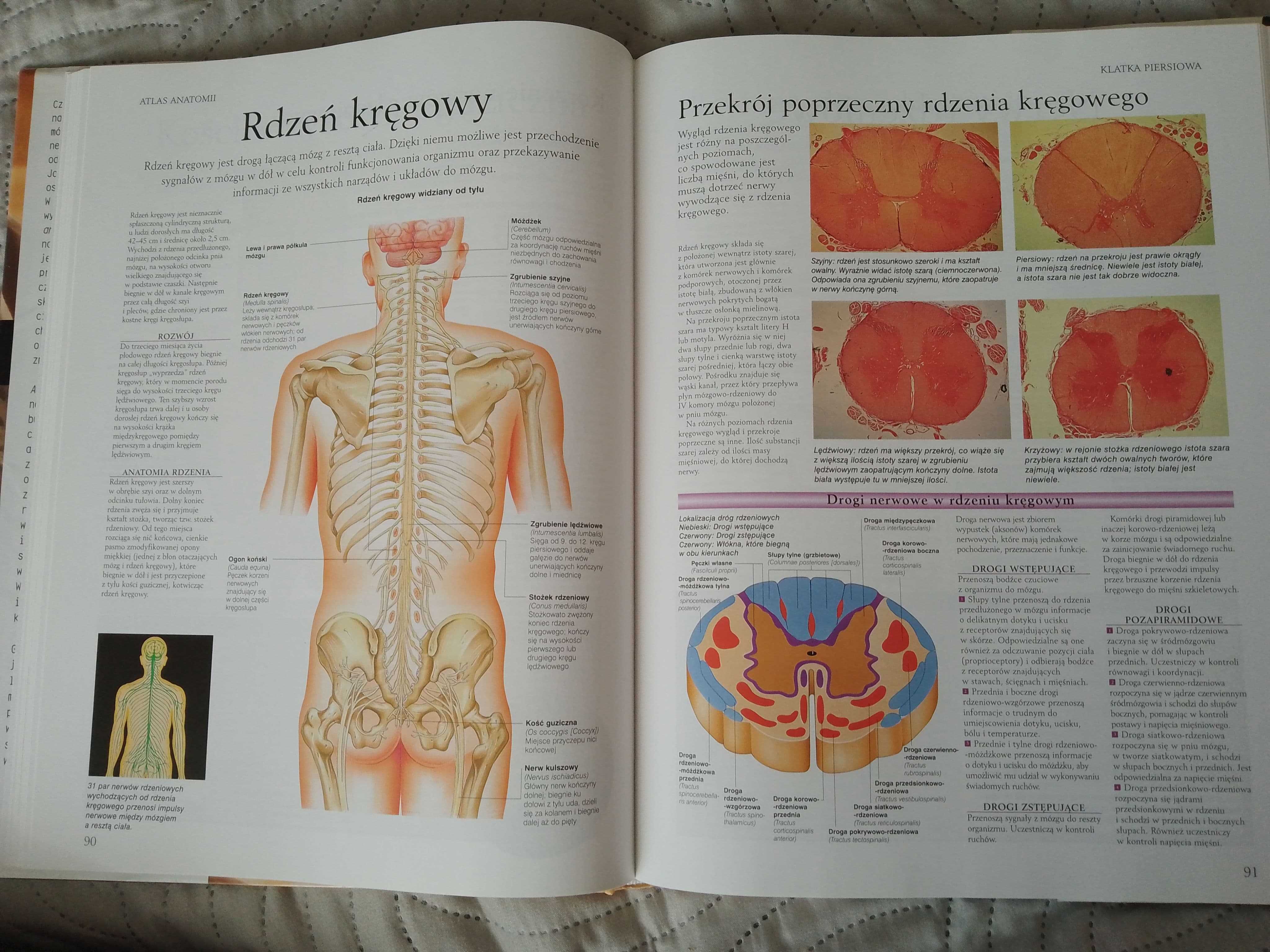 Anatomia człowieka Peter Abrahams