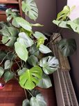 Monstera deliciousa duza 120 na 90