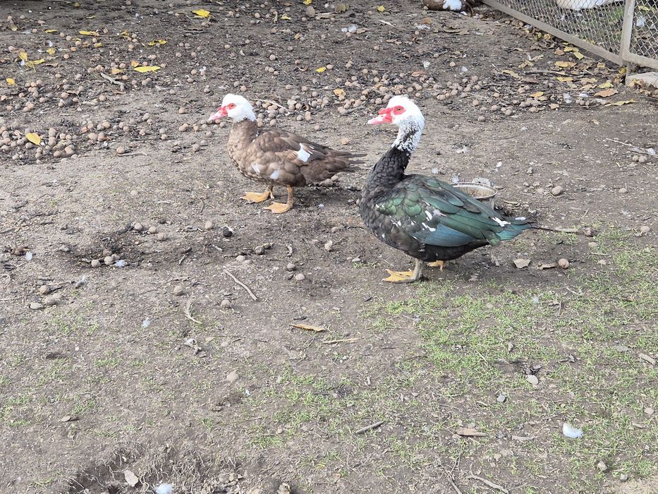 Kaczka, kaczor piżmowe