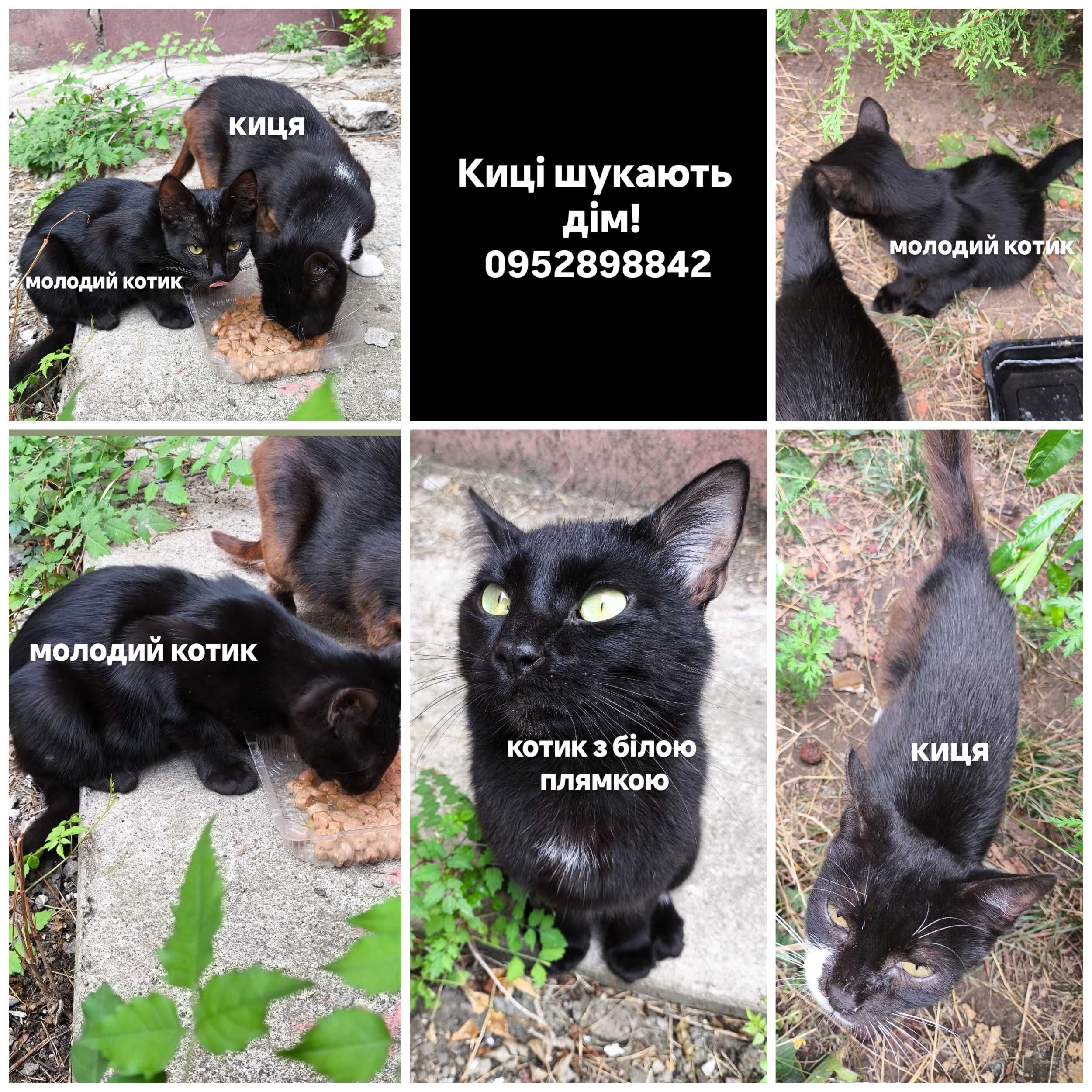 ТЕРМІНОВО! Котики шукають дім!