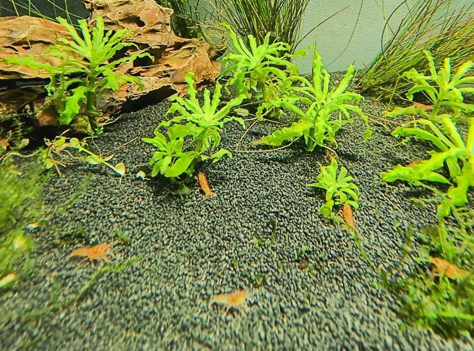 Raczek CPO ( Cambarellus Patzcuarensis Orange)