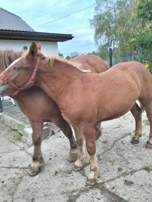 Sprzedam 2 koń konie zimnokrwiste