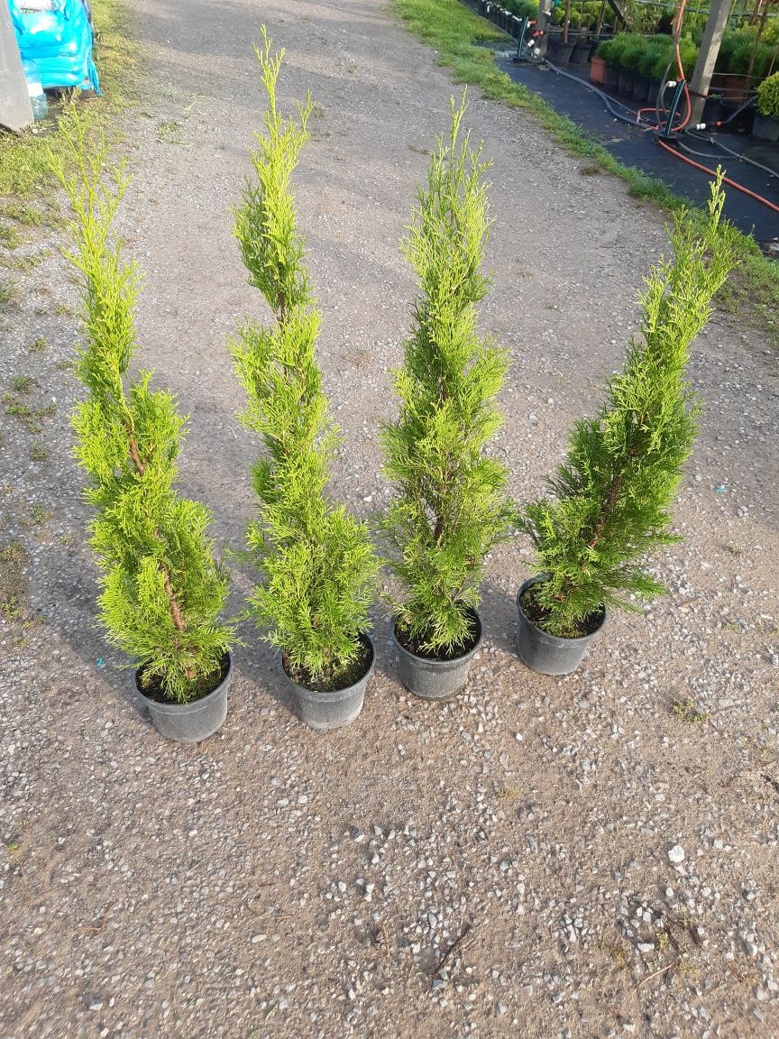 Tuja szmaragd  thuja szmaragd wys ok ok 1m