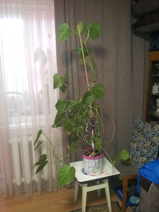 Продам кімнатну рослину монстеру