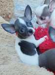 Chihuahua mini piesek