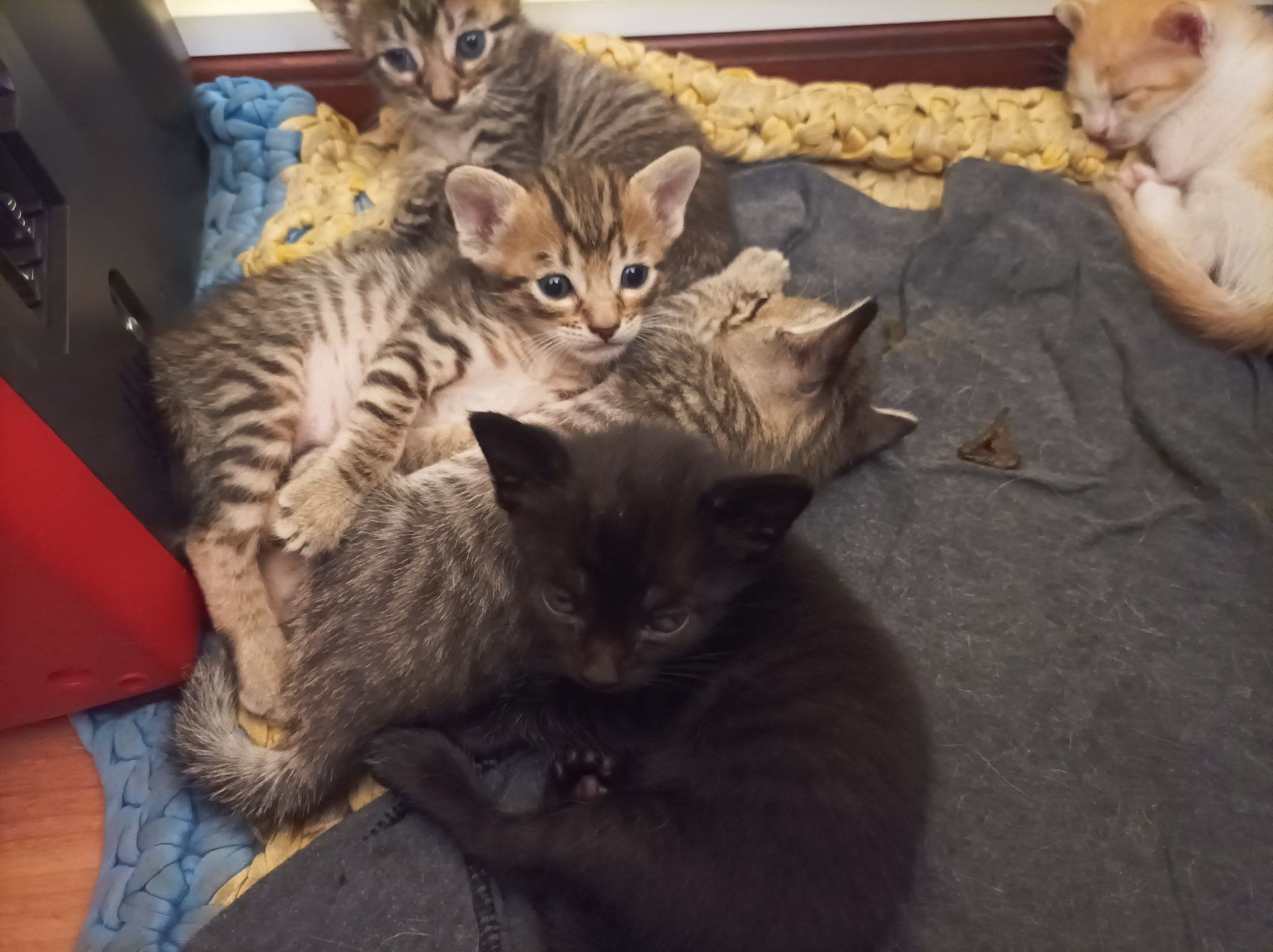 Gatos para adoção