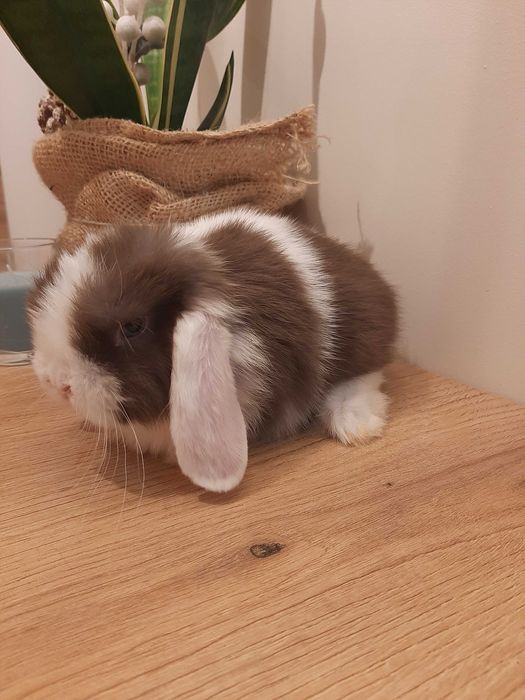 Króliki baranek miniaturka karzełek mini lop