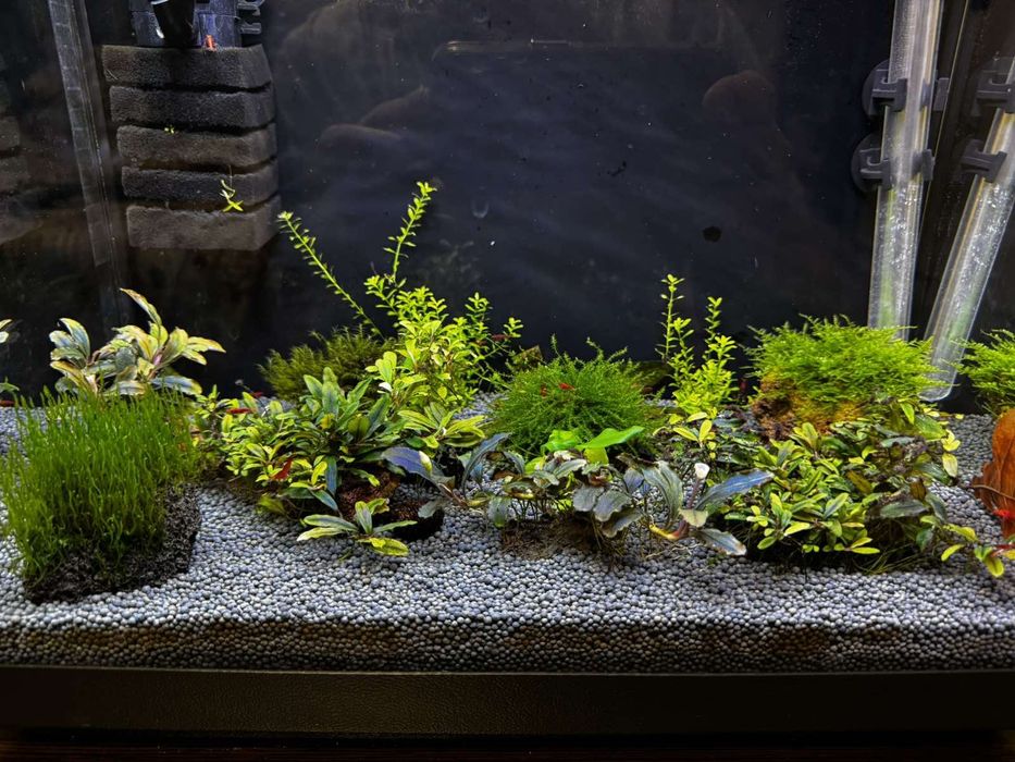 Акваріум креветочнік 35 лт запущений з всім необхідним.