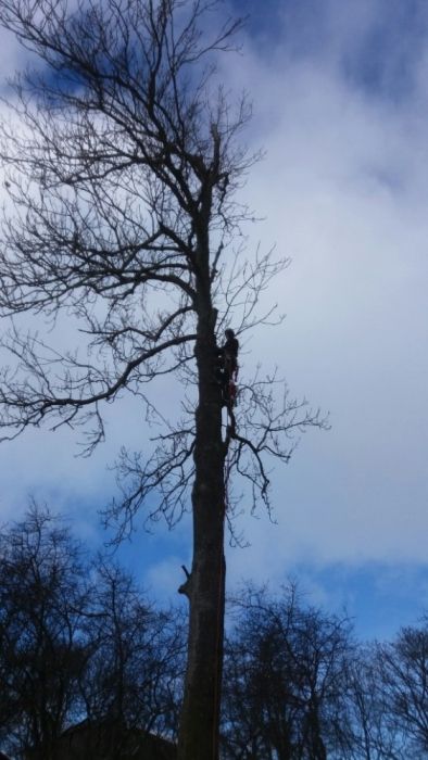 Alpinistyczna wycinka drzew, redukcja koron. Pilarz, drwal