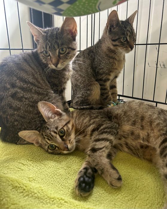 Cudowne buraskowe kociątka do adopcji
