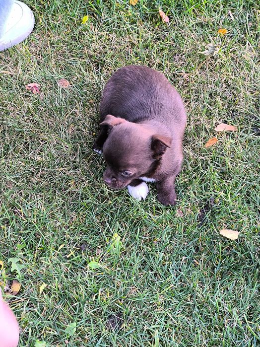 Chihuahua piesek (chłopczyk) krótkowłosy