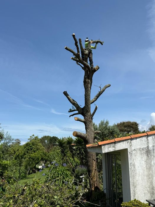 Arborista Emanuel Ramos -   Poda/abate de árvores Escalada Arborista