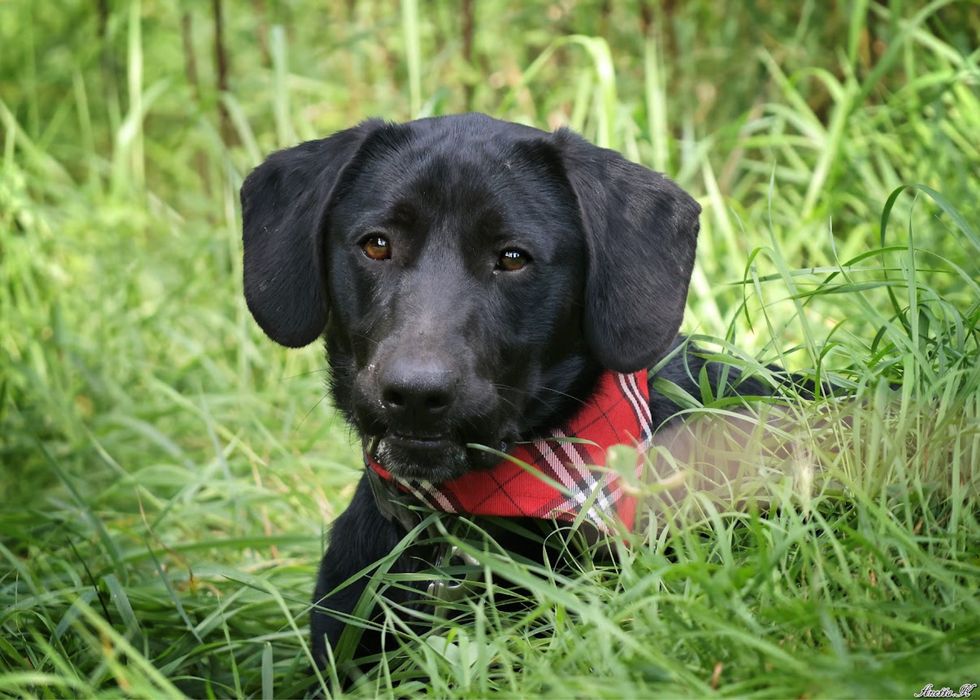 Roczny czarny mini mix labrador. Młody pies w schronisku do adopcji.