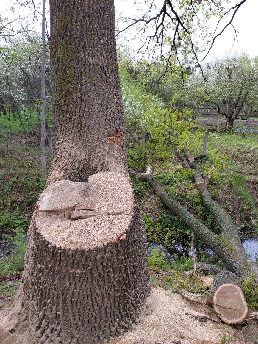 Зрізання аварійних дерев