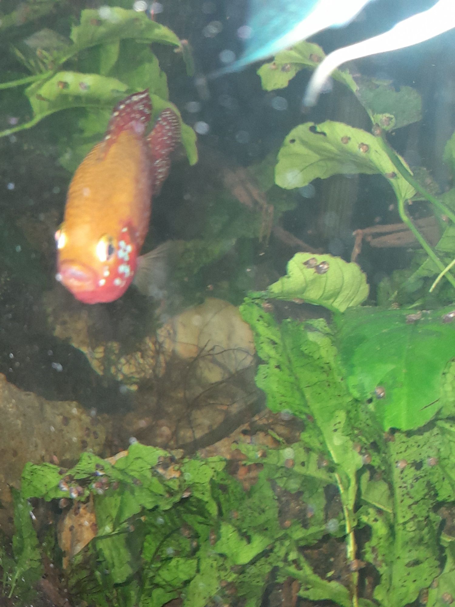 Vendo peixe jóia  macho
