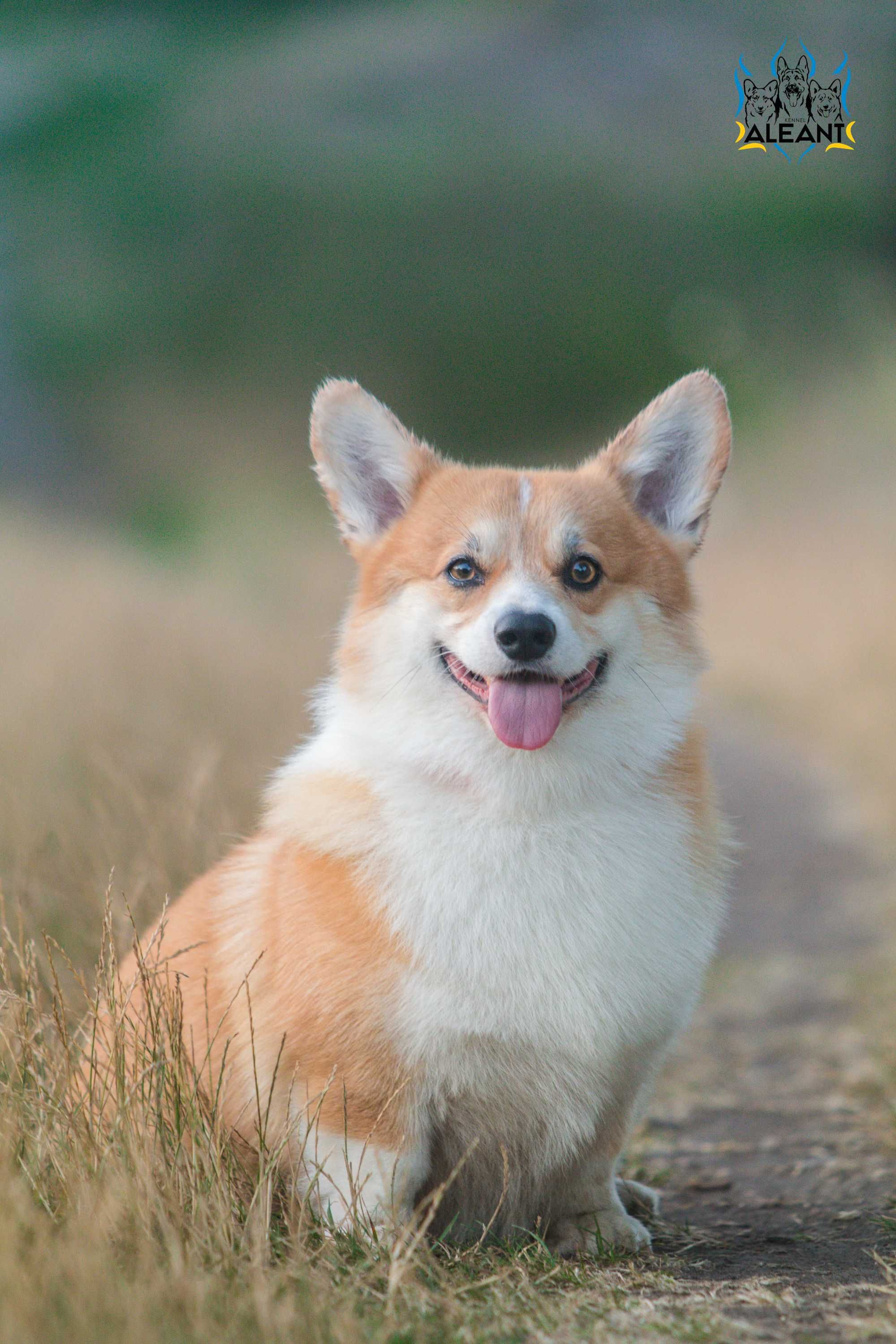 Pembroke welsh corgi Badania, vWD, PRA, fluffy-clear (FB Alona Aleant)