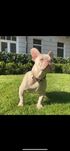 Buldog francuski New shade isabella platinum lilac liliowy kremowy