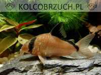 Kirysek kolumbijski - Corydoras metae - Kirys - dowóz, wysyłka