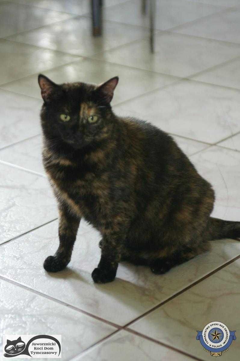 Trikolorka do adopcji - Boyka