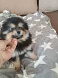 Szpic miniaturowy pomeranian chłopiec
