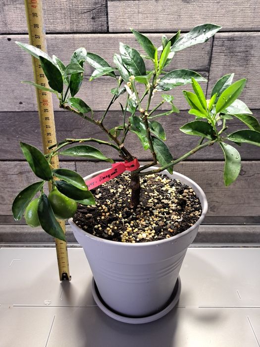 Лимон (лаймкват) "Таварес" з плодами