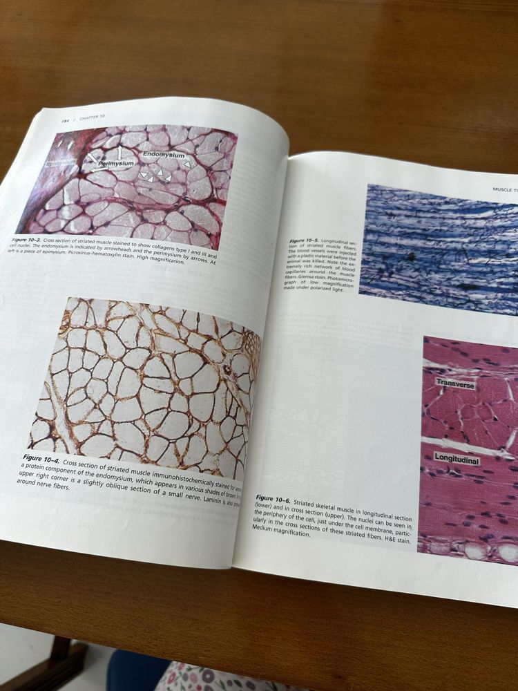 Basic Histology Junqueira