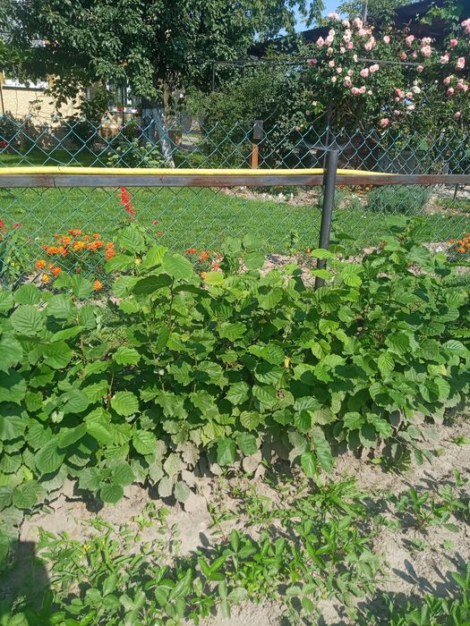 Саджанці фундука