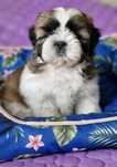 Słodki chłopak Shih Tzu ZKwP(FCI)