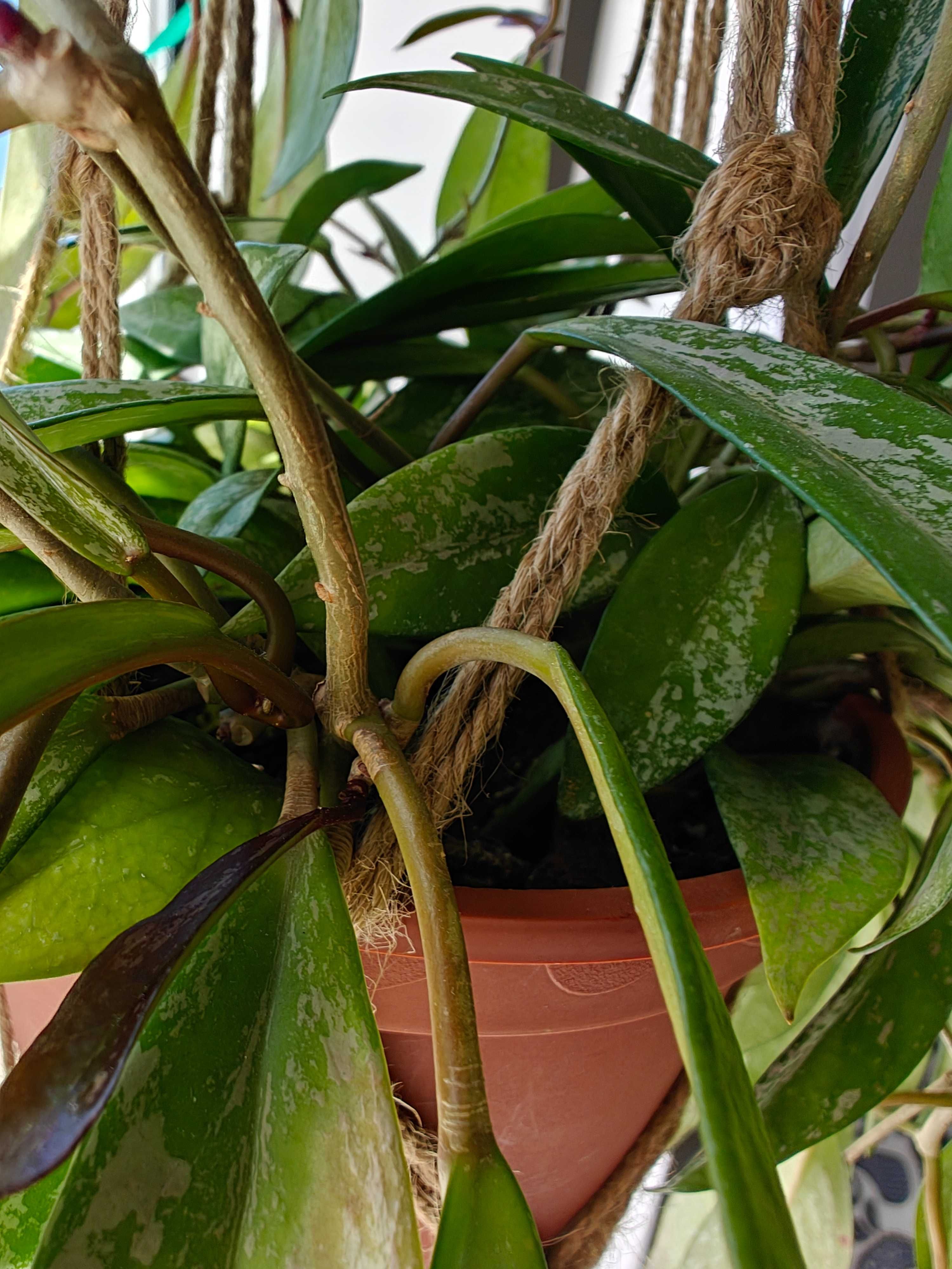 Hoya Pubicalyx enorme