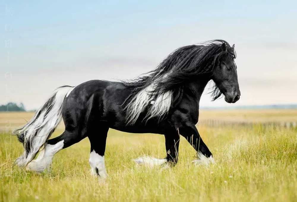 Tinker Irish Cob Gypsy Cob wałach