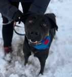 Wronka w typie labradora do adopcji ze schroniska