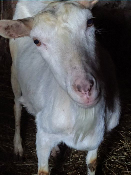 Кози Полтавськоі породи