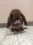 Mini lop, królik miniaturka, króliczek baranek, karzełek