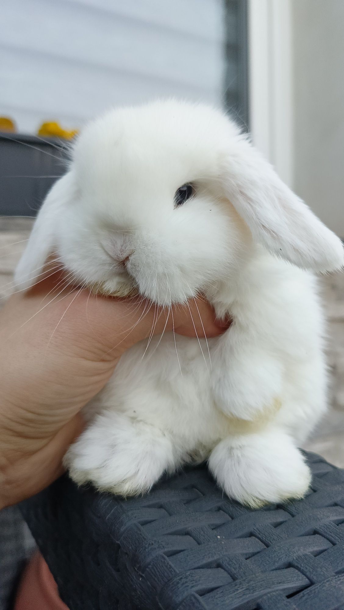 Mini lop króliki karzełek miniaturka baranek hodowla