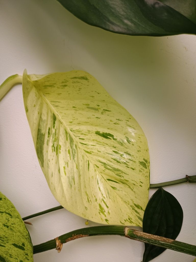 Epipremnum big form variegata monstera gog green on green marble queen