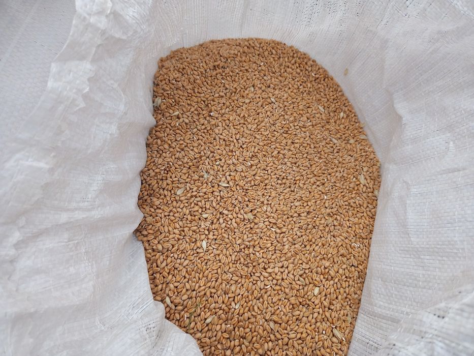 Przenica tego roczna