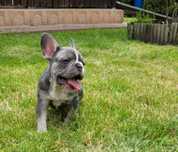 Buldog francuski sunia