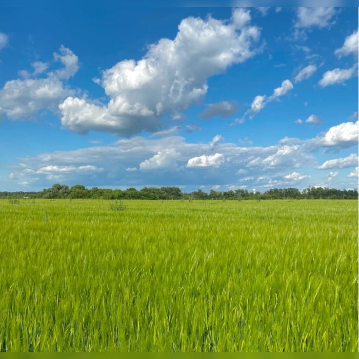 Продаж земельної ділянки(пай)