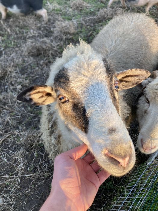 Cordeiro (com menos de 1 ano)