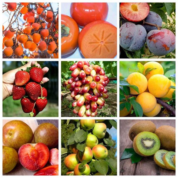 Саженцы плодовых деревьев, роз и кустарников в питомнике Агродиво