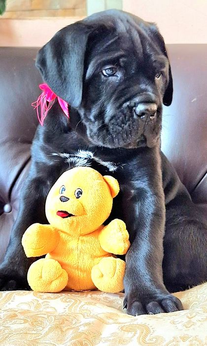 Красивий, міцний хлопчик.