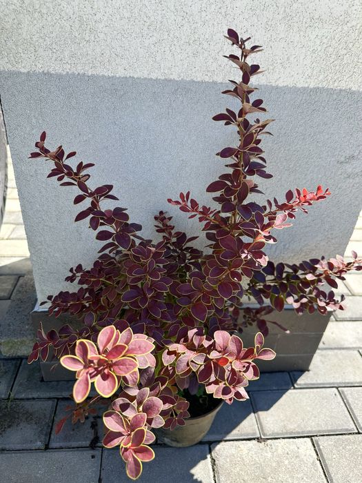 Барбарис декоративний, Лаванда, Гейхера