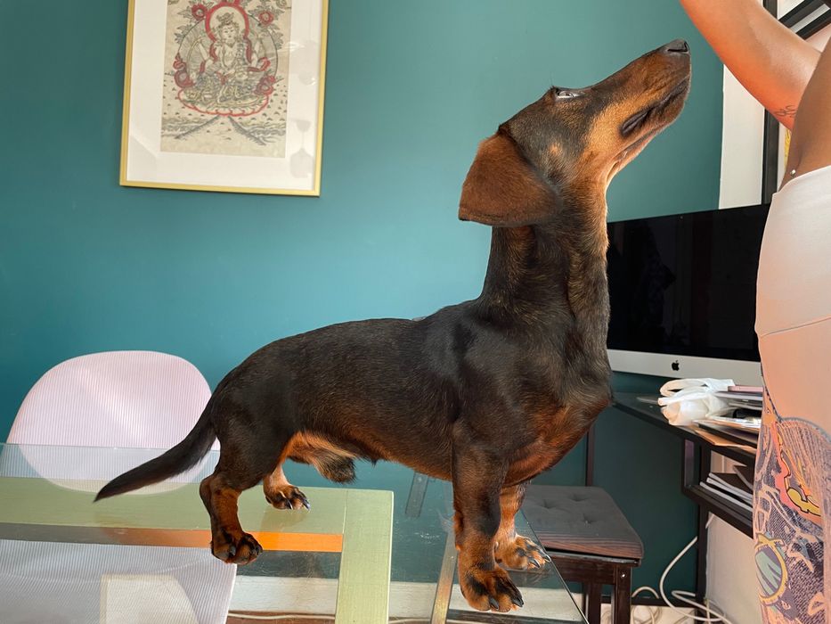 Teckel macho procura menina