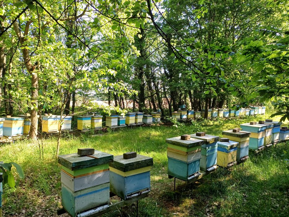 Miód z własnej pasieki