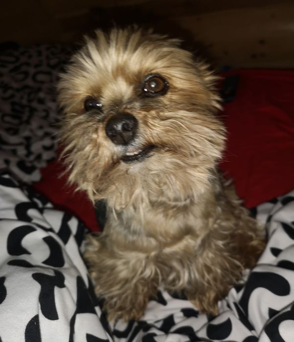 Zgubił się  piesek pies york