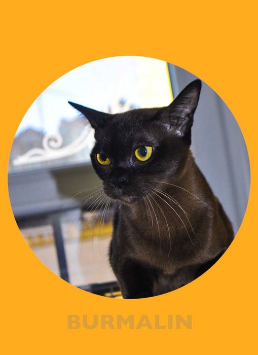 Питомник Бурманских кошек