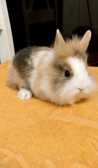 Króliczki miniaturki